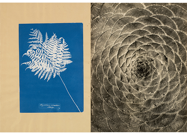 Left: Anna Atkins, Polypodium crenatum, Norway, 1854. cyanotype, 32.9 x 23.6 cm. Right" Albert Renger, Patzsch Sempervivum, 1922-1923. gelatin silver print, 23.1 x 17.1 cm; image- 22.8 x 16.8 cm; 19 x 15 1 1/4 in (framed).